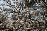 050409_Hanami063.jpg