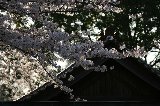 050409_Hanami065.jpg