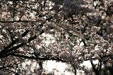 050409_Hanami066.jpg