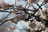 050409_Hanami068.jpg