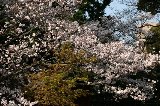 050409_Hanami070.jpg