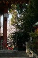 050409_Hanami071.jpg