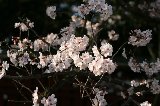 050409_Hanami072.jpg