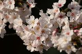 050409_Hanami073.jpg