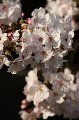 050409_Hanami074.jpg