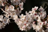 050409_Hanami075.jpg