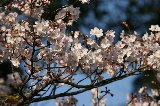 050409_Hanami076.jpg