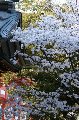 050409_Hanami077.jpg