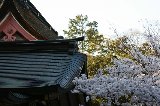 050409_Hanami078.jpg