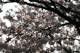 050409_Hanami079.jpg