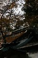 050409_Hanami082.jpg