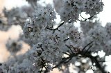 050409_Hanami083.jpg