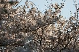 050409_Hanami084.jpg