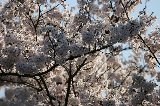 050409_Hanami085.jpg