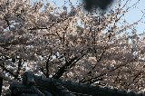 050409_Hanami086.jpg