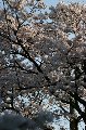 050409_Hanami087.jpg