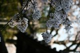 050409_Hanami089.jpg