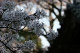 050409_Hanami090.jpg