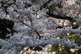 050409_Hanami091.jpg