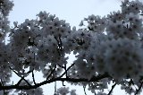 050409_Hanami092.jpg