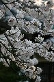 050409_Hanami093.jpg