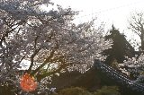 050409_Hanami094.jpg