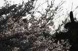 050409_Hanami095.jpg