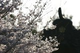 050409_Hanami096.jpg