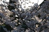 050409_Hanami097.jpg