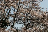 050409_Hanami098.jpg