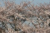 050409_Hanami101.jpg