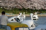 050409_Hanami102.jpg