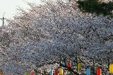 050409_Hanami103.jpg