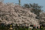 050409_Hanami104.jpg