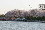 050409_Hanami105.jpg