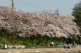 050409_Hanami106.jpg