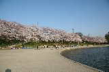 050409_Hanami107.jpg