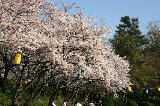 050409_Hanami110.jpg