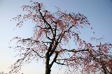 050409_Hanami117.jpg