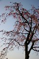 050409_Hanami118.jpg