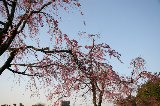 050409_Hanami119.jpg