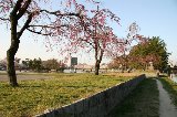 050409_Hanami120.jpg