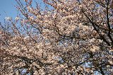 050409_Hanami121.jpg