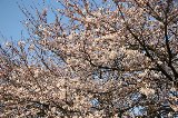 050409_Hanami122.jpg