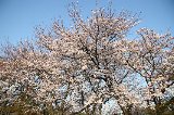 050409_Hanami123.jpg