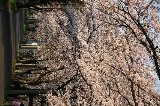 050409_Hanami124.jpg