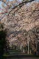 050409_Hanami125.jpg