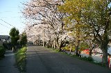 050409_Hanami126.jpg