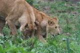 070823_SafariPark_06.jpg