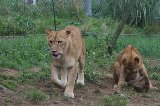 070823_SafariPark_08.jpg